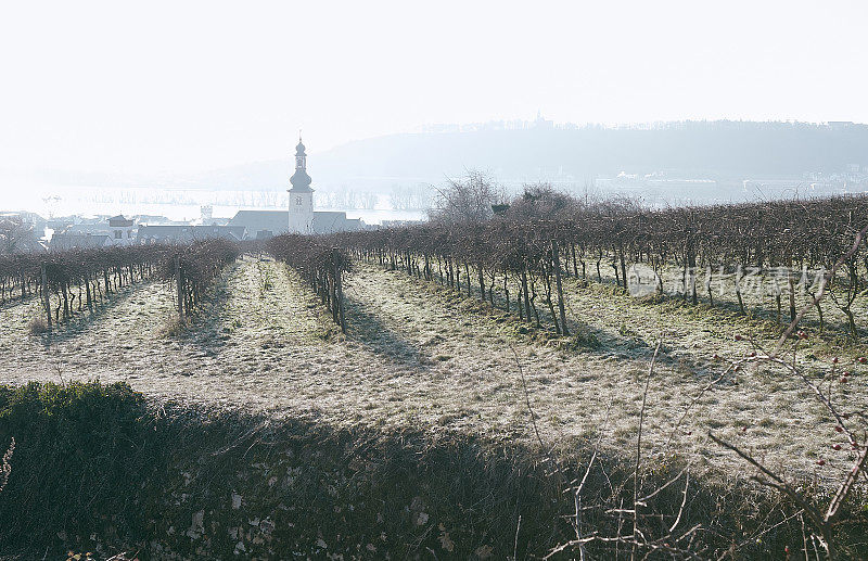 Rüdesheim am Rhein与冰冻的葡萄园